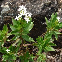 Knoxia spicata (Thwaites ex Trimen) Ridsdale
